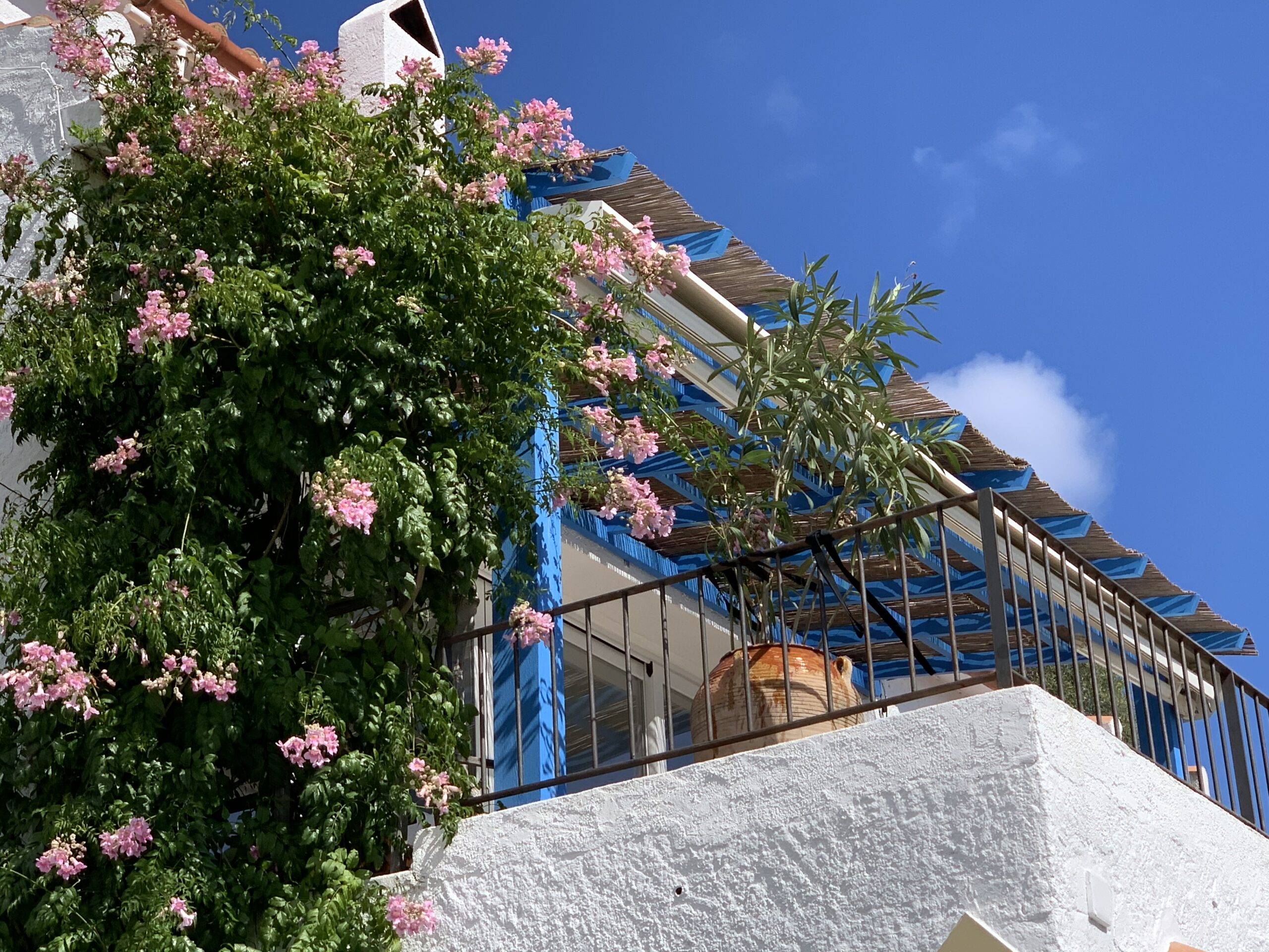 018 terrace & flowering plant 2